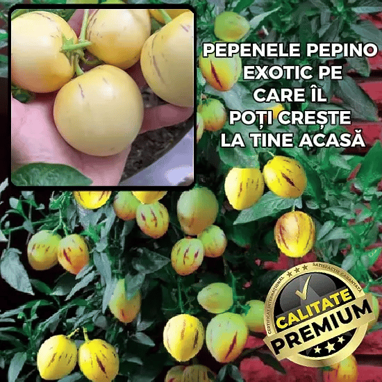 Semințe Pepene Exotic - PepinoGrow™