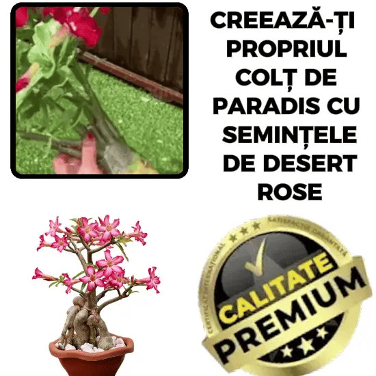Semințe de Trandafir de Deșert - RoseMagic™