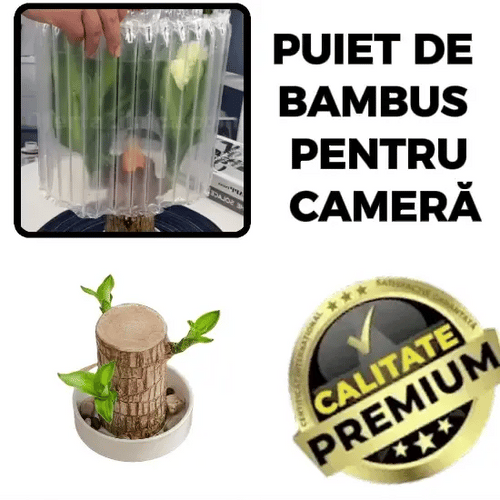 Bambusul care aduce în casa ta armonie și noroc - BambooMagic™