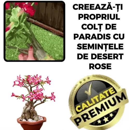 Semințe de Trandafir de Deșert - RoseMagic™